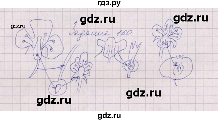 ГДЗ по биологии 6 класс  Пасечник рабочая тетрадь Бактерии, грибы, растения  задание - 160, Решебник